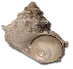Astraea rugosa