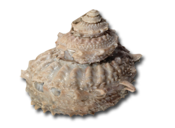 Astraea rugosa