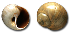 Lunatia Catena