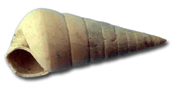 Niso