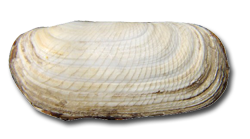 Solecurtus
