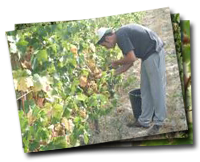 Vendemmia